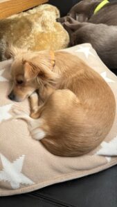 Milli